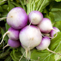 Turnip Imported, Turnip Purple Top Vegetable Seeds