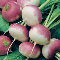 Turnip Purple Top Vegetable Seeds