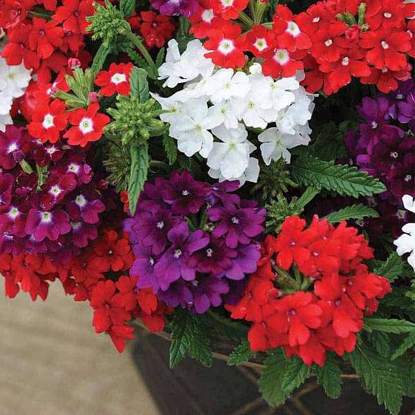 Verbena Quartz Mixed Color Flower Seeds