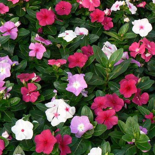 Nana Mixed Color Flower Seeds