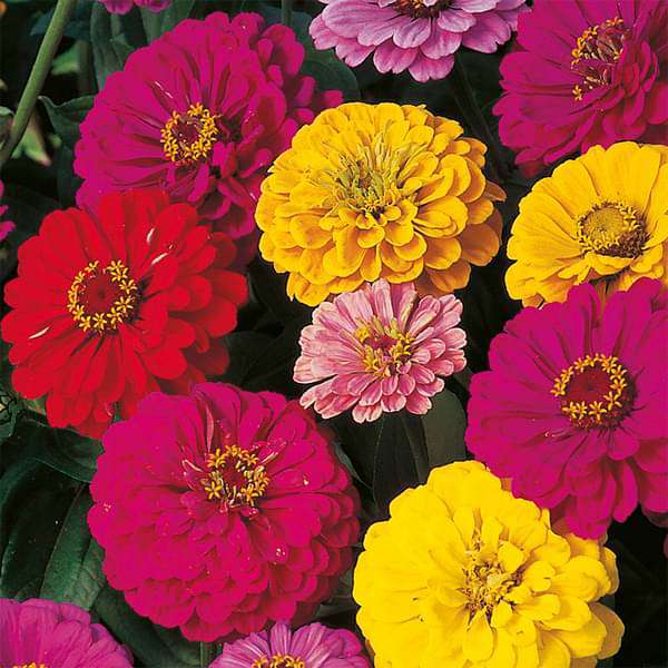 Zinnia Dahlia Mixed Color Seeds