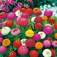 Zinnia Liliput Mixed Color Flower Seeds
