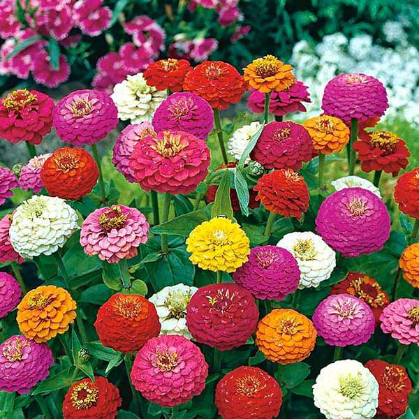 Zinnia Liliput Mixed Color Flower Seeds