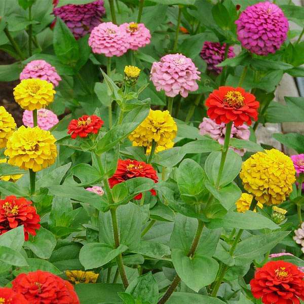 Zinnia Tall Mixed Color Seeds