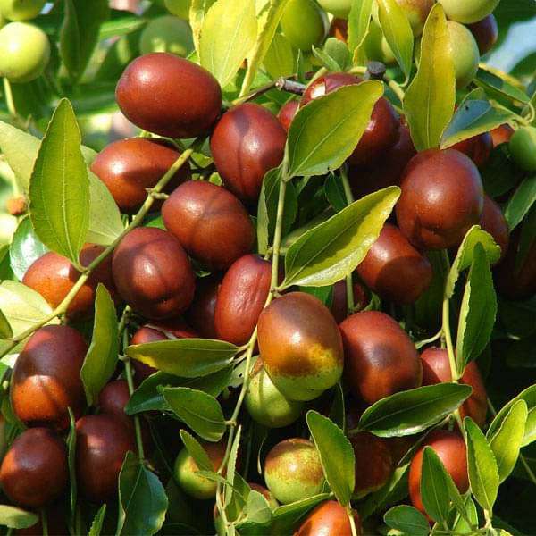 Red Date Seeds