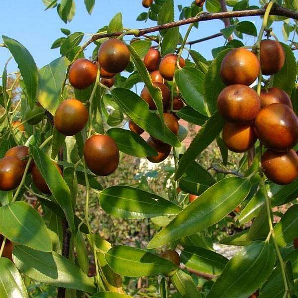 Gol Ber Seeds