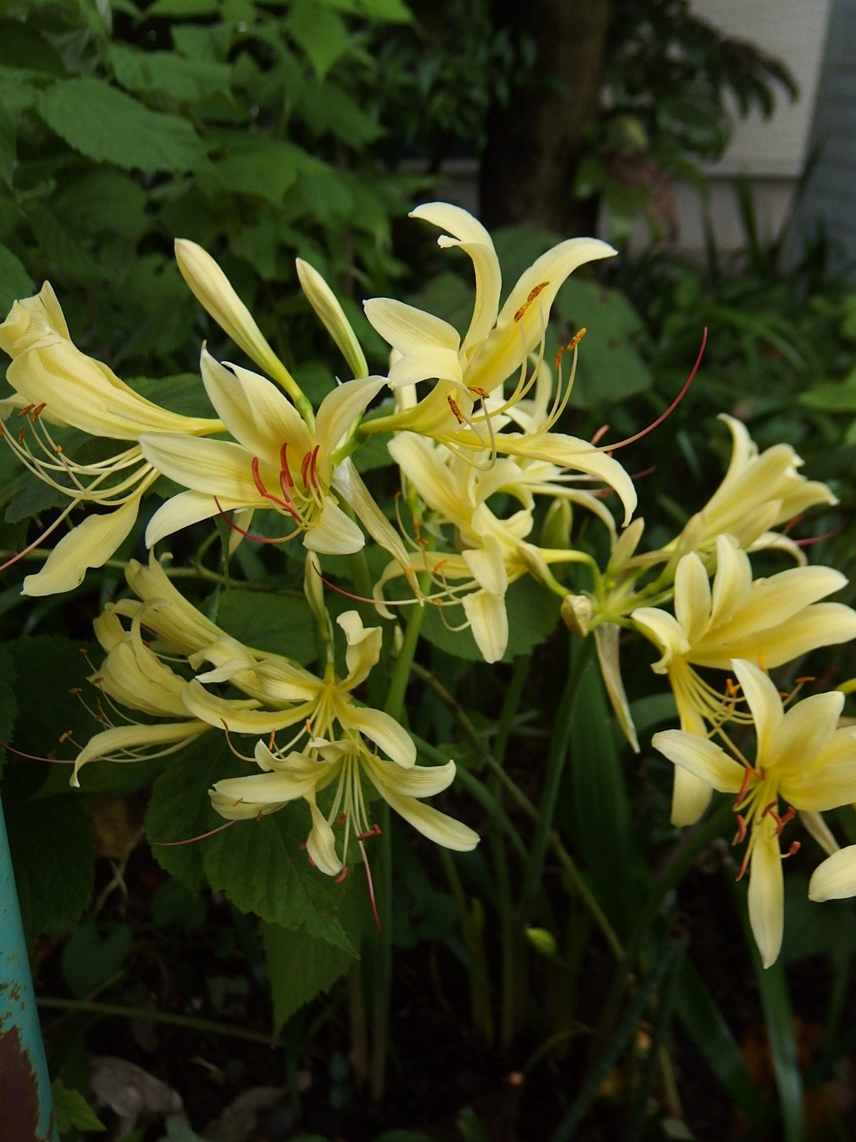 Miracle Lemony Hosta