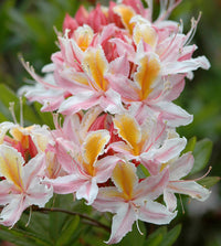 Heirloom Non-GMO Western Azalea Flower Seeds | Fragrant Rhododendron Occidentale Seeds for Pollinator Gardens