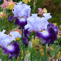 Off Topic Bearded Iris Seeds