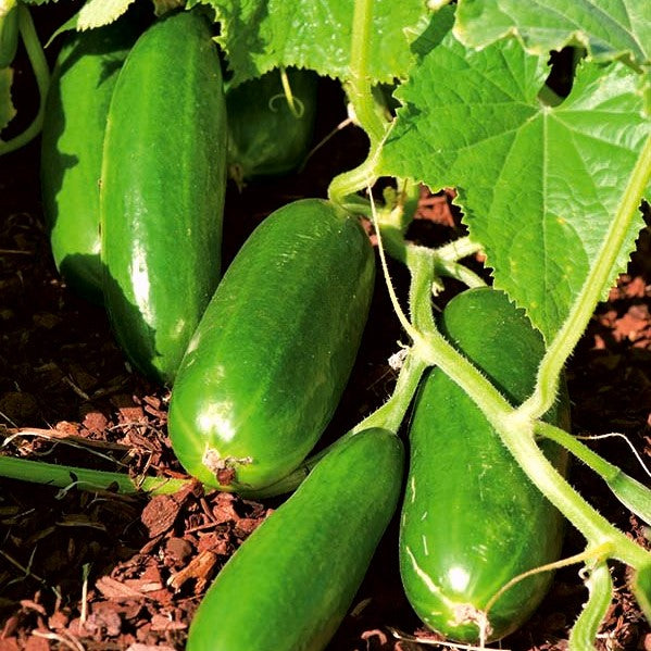 Iznik – Cucumber Seed