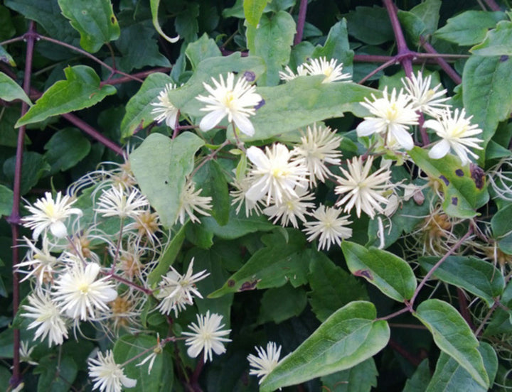 Heirloom Old Man’s Beard Flower Seeds, Non-GMO Feathered Blooms for Planting
