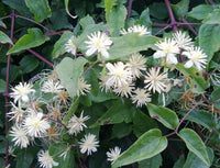 Heirloom Old Man’s Beard Flower Seeds, Non-GMO Feathered Blooms for Planting