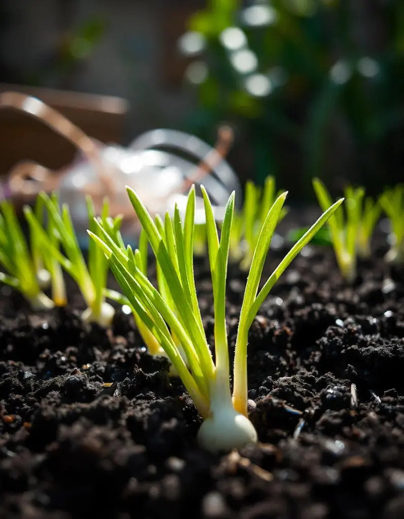 Onion – Sprouting Seeds