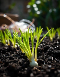 Onion – Sprouting Seeds