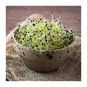 Onion – Organic Sprouting Seeds