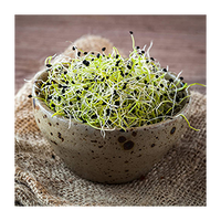 Onion – Organic Sprouting Seeds