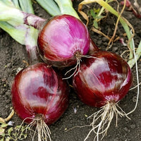 Onion- Californian Red