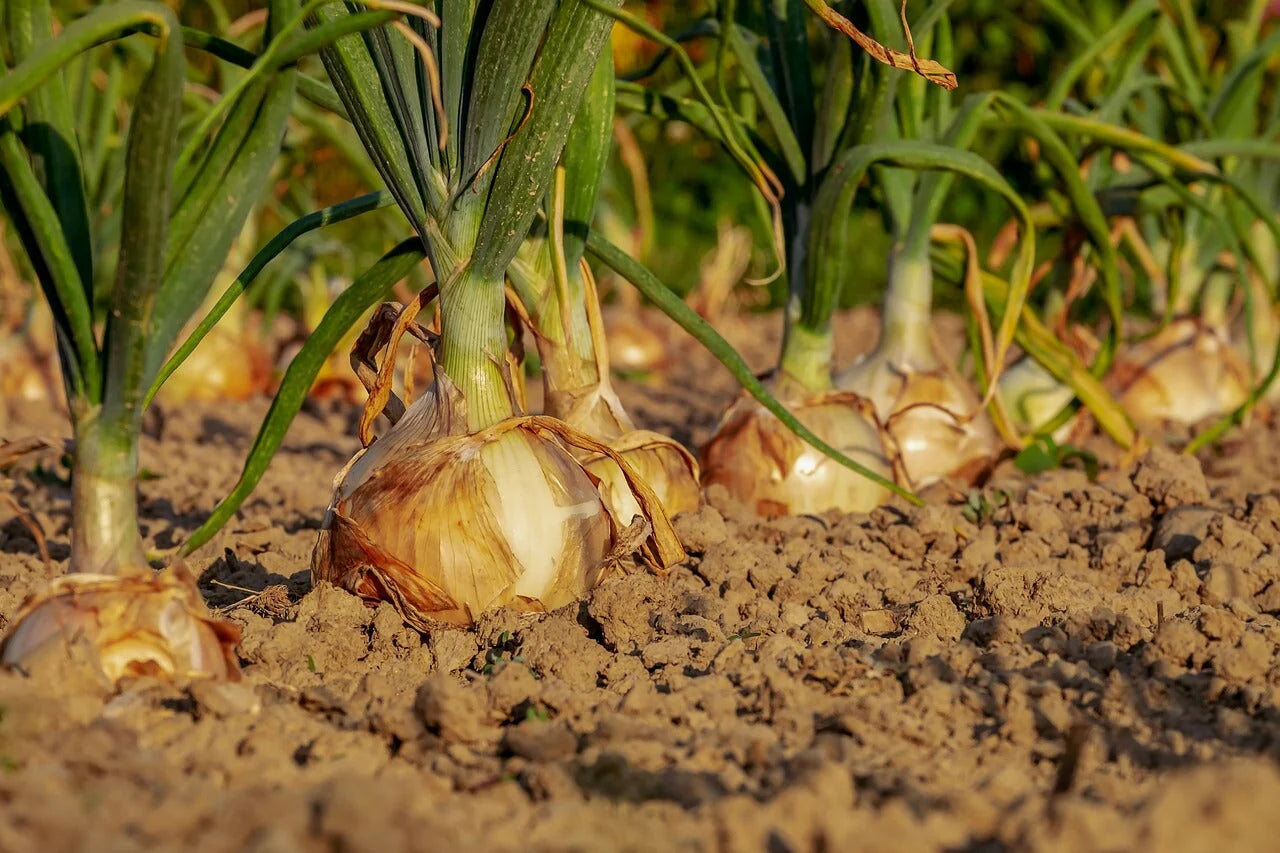 Onion – Sprouting Seeds