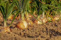 Onion – Sprouting Seeds