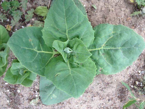 Dark Green Orach – Organic Greens Seed