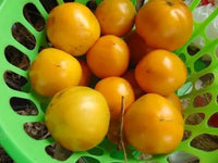 Chef’s Choice Orange – Tomato Seed