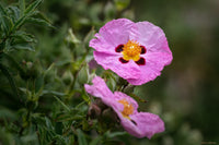 Rock Rose Flower Seeds for Planting – Heirloom, Non-GMO Seeds for Colorful Gardens - Rose for planting in home garden