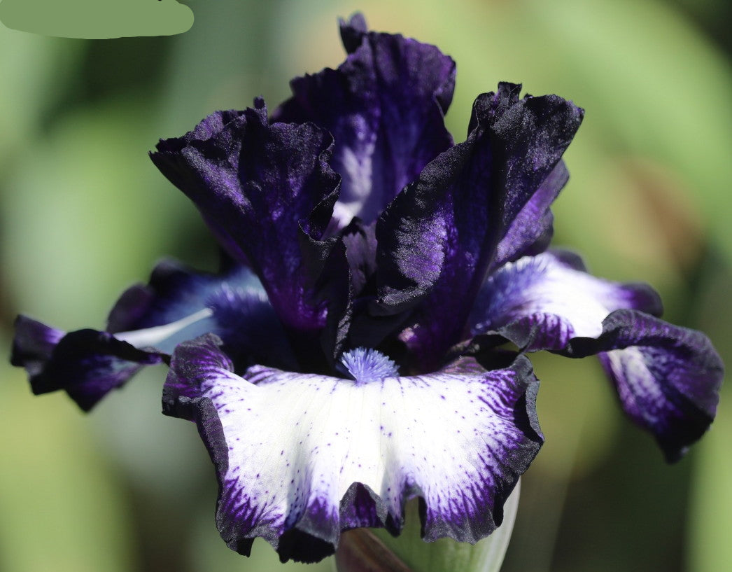 Oreo Bearded Iris Seeds