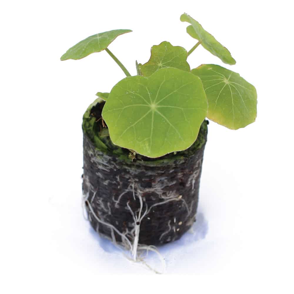 Nasturtium – Shoot Seed