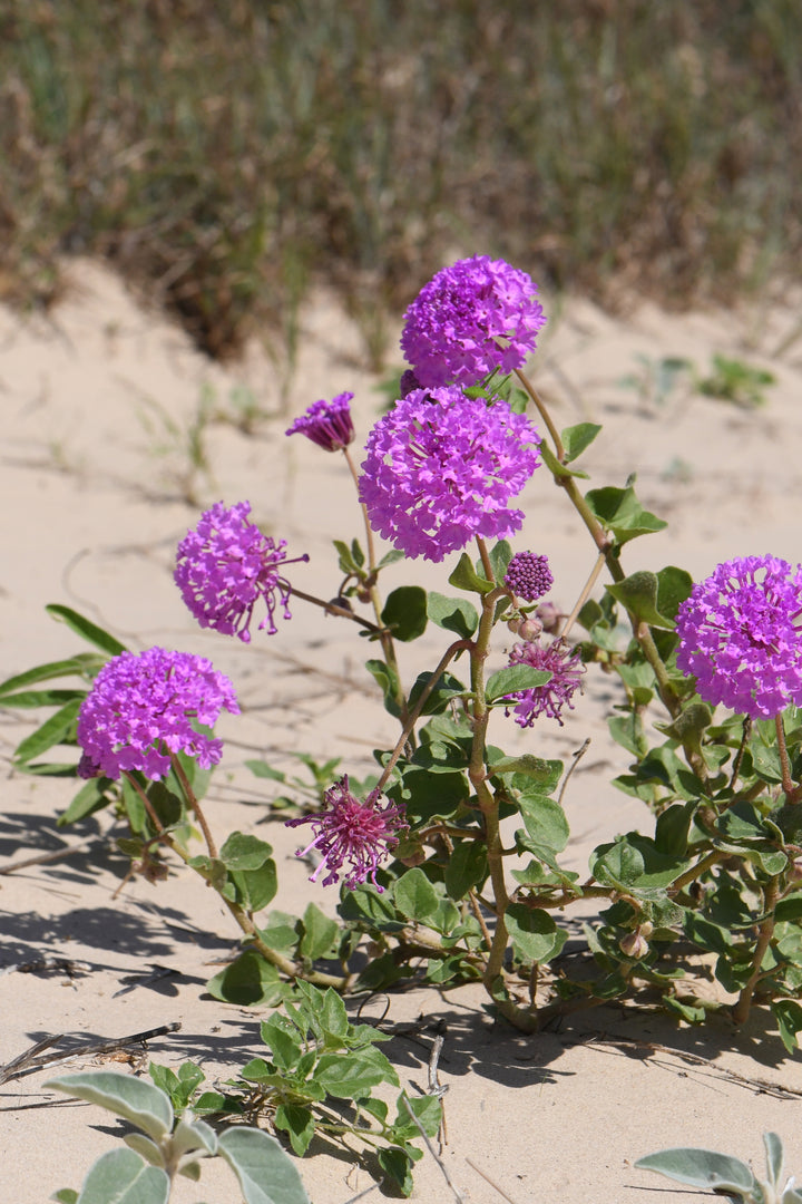 Heirloom Non-GMO Verbena Chokecherry Flower Seeds for Planting – Colorful Hardy Garden Blooms