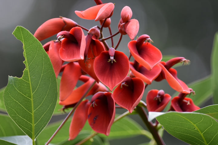 Heirloom Non-GMO Erythrina Crista-Galli Flower Seeds for Planting – Exotic Coral Tree Blooms for Tropical Gardens