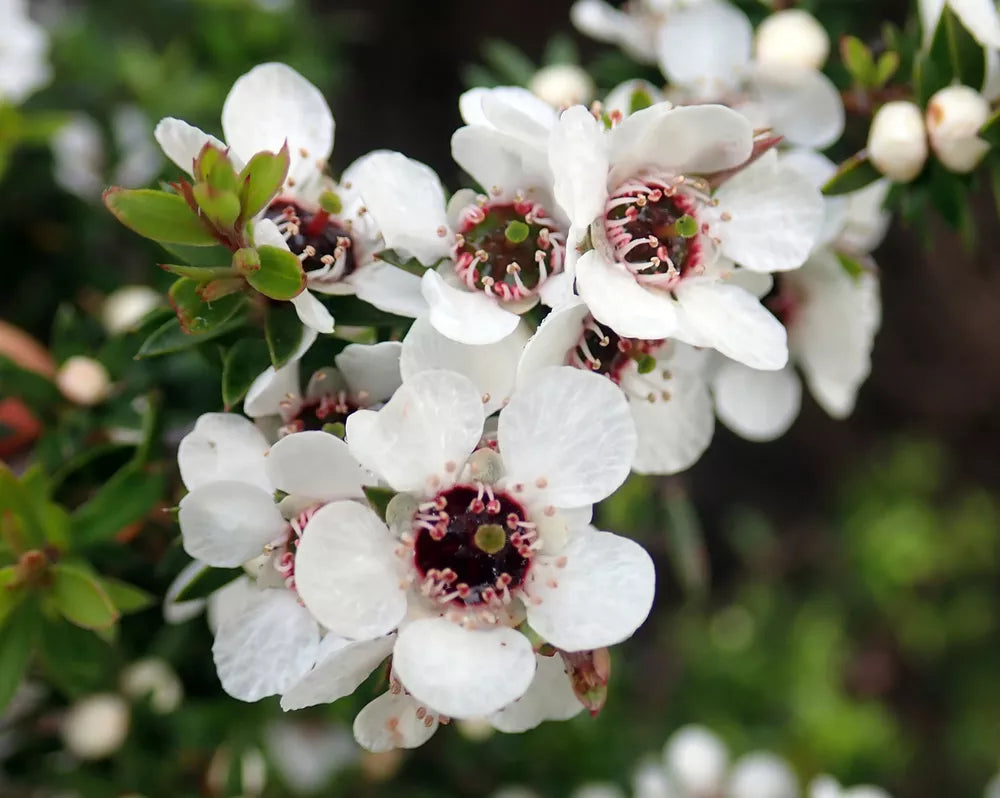 Leptospermum Scoparium Flower Seeds for planting in home garden