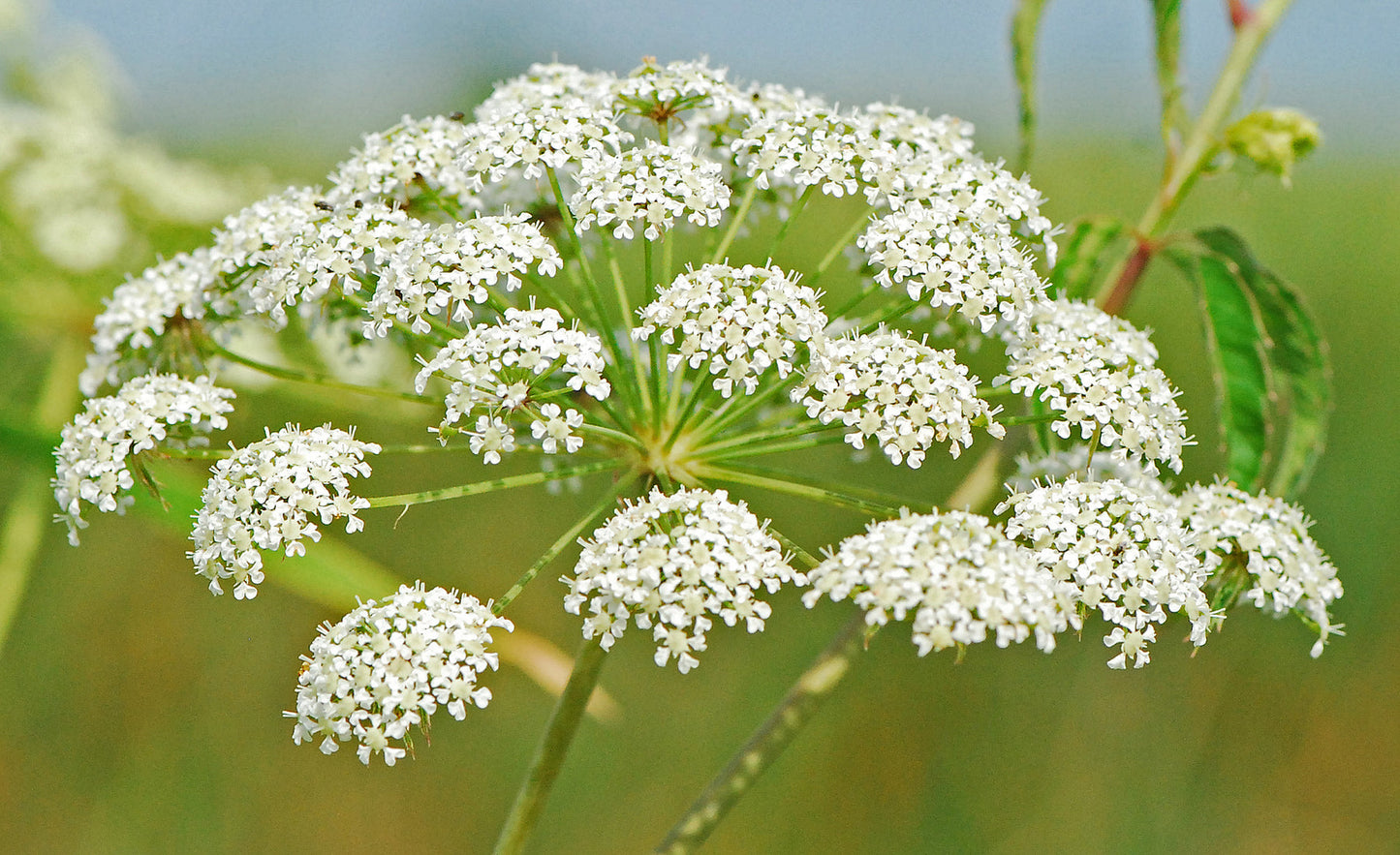 Heirloom Non-GMO Cicuta Maculata Flower Seeds for Planting – Unique Wetland Wildflower Blooms - Non-GMO for planting in home garden