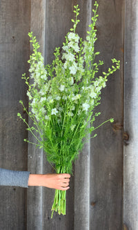 Sublime White – Larkspur Seed