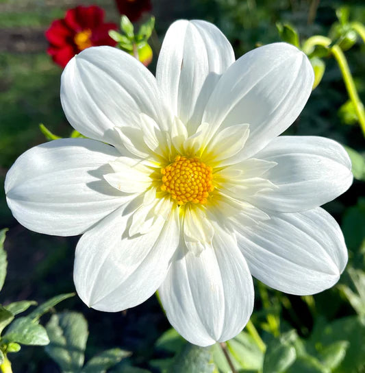 Dahlia- Hillara Ice (Tuber)