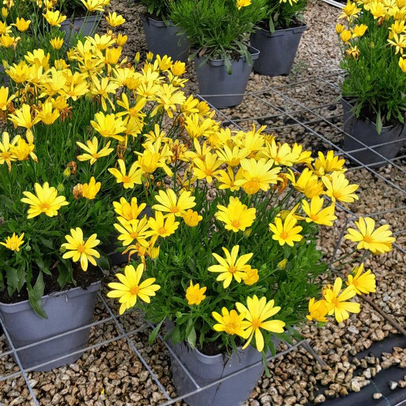 Seedling 5 Pack- Osteospermum- Tradewinds Yellow
