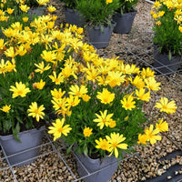 Seedling 5 Pack- Osteospermum- Tradewinds Yellow