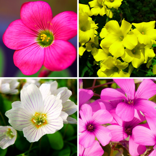 Oxalis Flower Seeds for planting in home garden