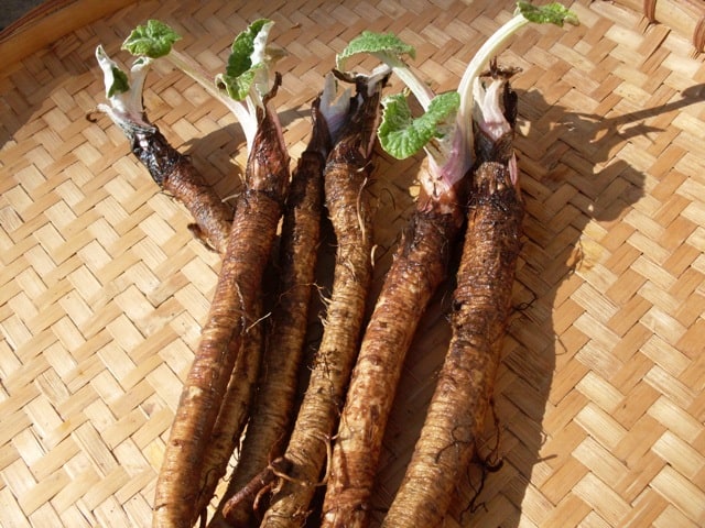 Chiko – Burdock Seed