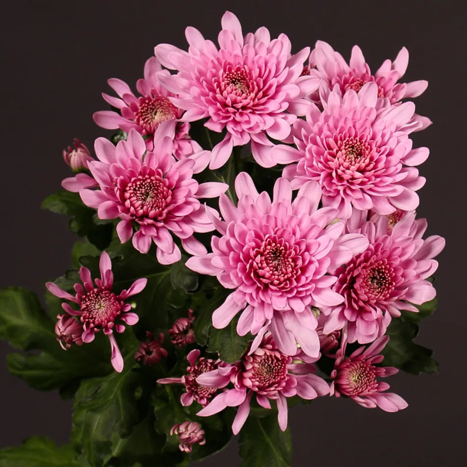 Chrysanthemum- Spring Delano (seedling)