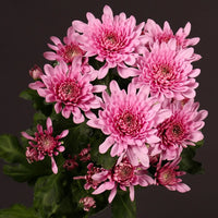 Chrysanthemum- Spring Delano (seedling)