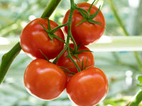 Marbonne/Estamino Organic Tomato Seed