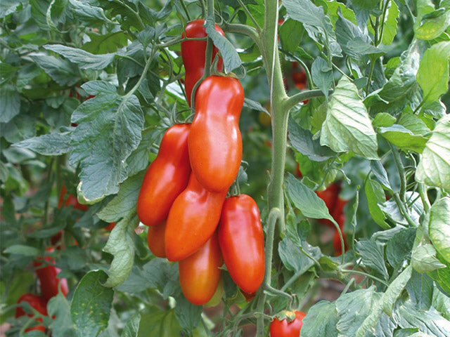 Pozzano – Organic Tomato Seed