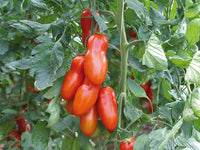 Pozzano – Organic Tomato Seed