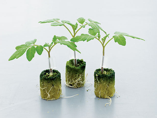 Estamino – Organic Tomato Seed