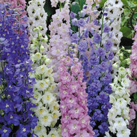 Delphinium- Pacific Giants Mix