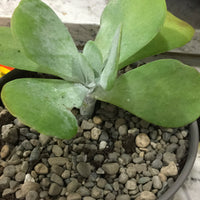 Heirloom Thyrsiflora Plant Seeds, Non-GMO Ornamental Foliage and Blooms for Unique Garden Planting