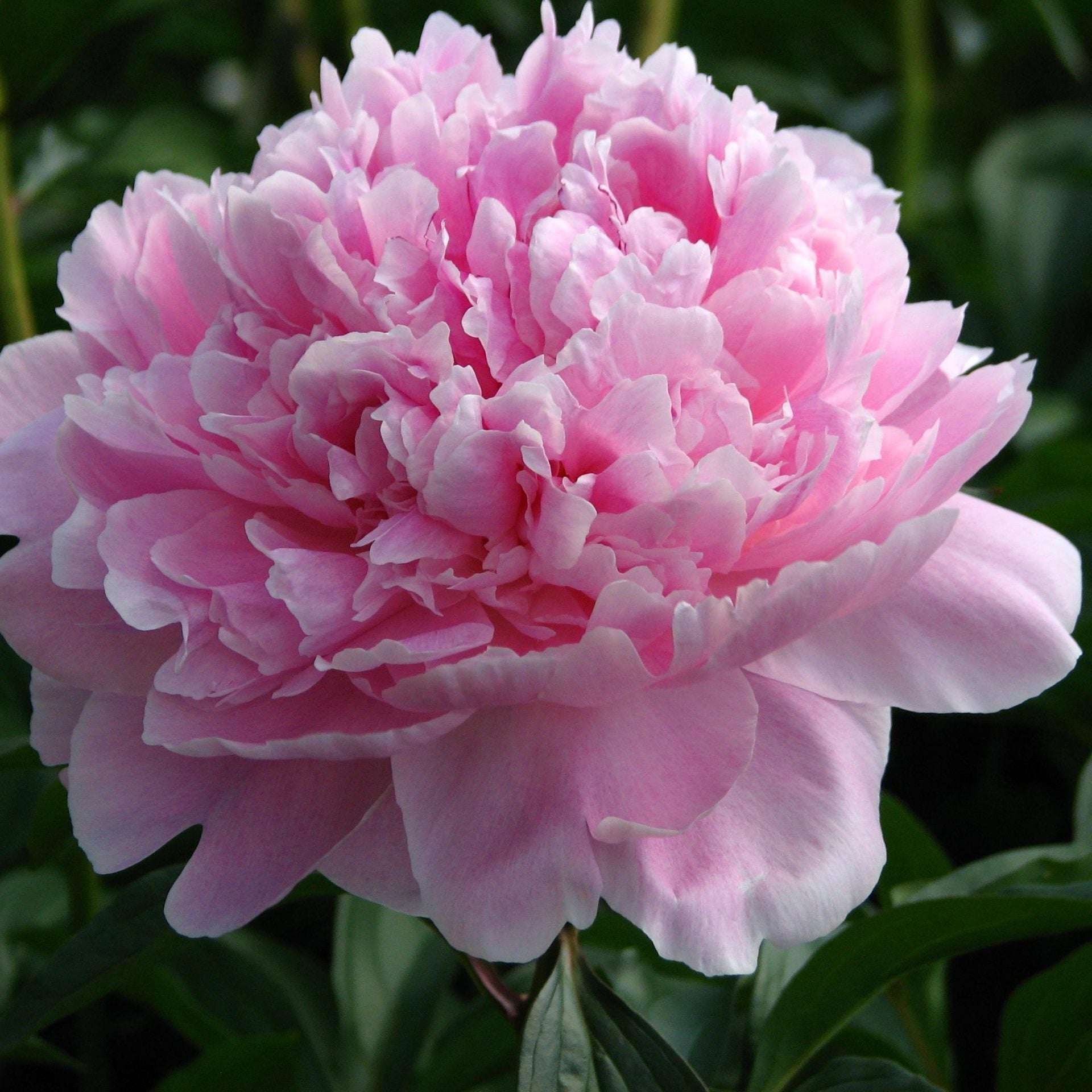 Reine Hortense Peony