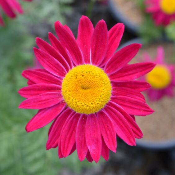 Painted Daisy- Robinson's Blend