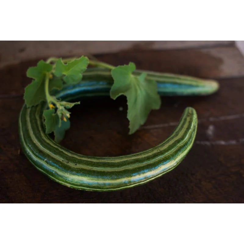 Striped Armenian – Cucumber Seed