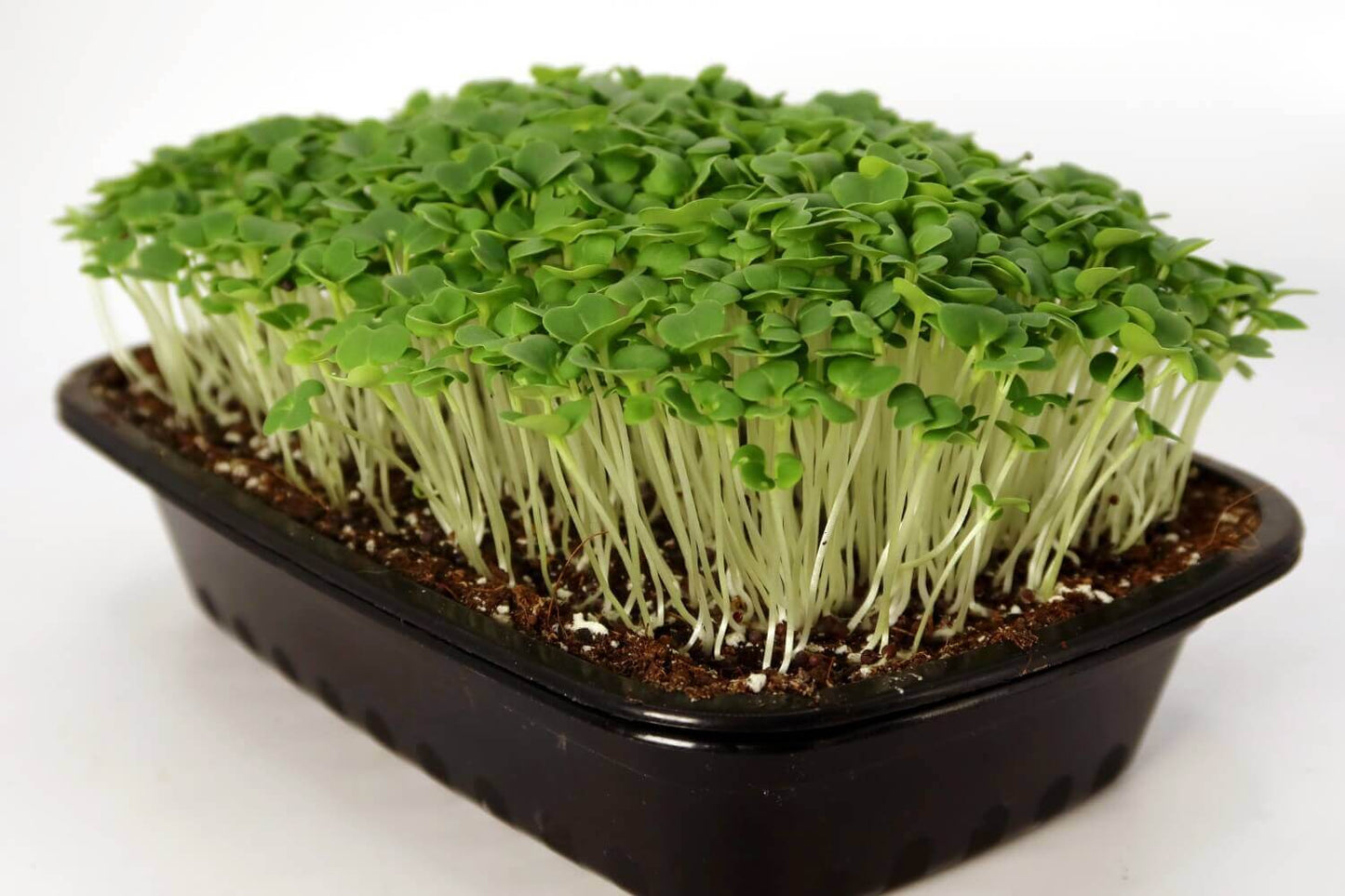 Pac Choi, Red Choi – Organic Microgreen Seed